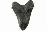 Fossil Megalodon Tooth - South Carolina #185219-2